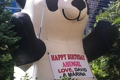Panda Bear