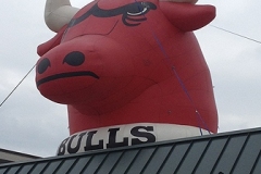 Chicago Bull